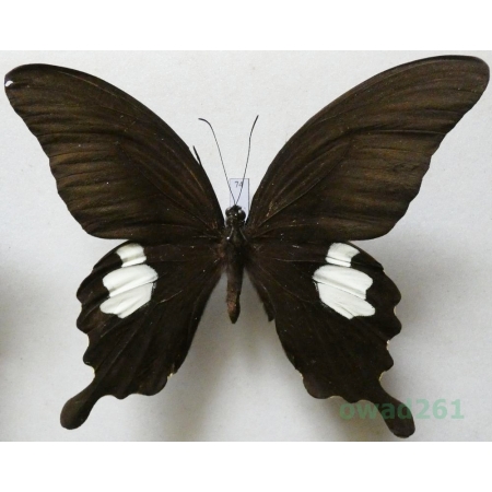 Papilio sataspes Felder & Felder, 1864 Indonesia, Sulawesi 108mm74